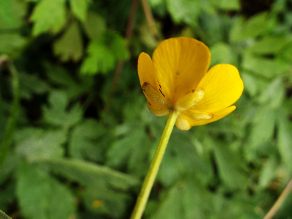 Ranunculus repens / Ranuncolo strisciante